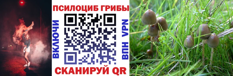 KRAKEN зеркало  Губкин  Галлюциногенные грибы прущие грибы  сколько стоит 